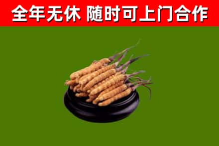 永新回收冬虫夏草