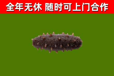 永新回收海参干
